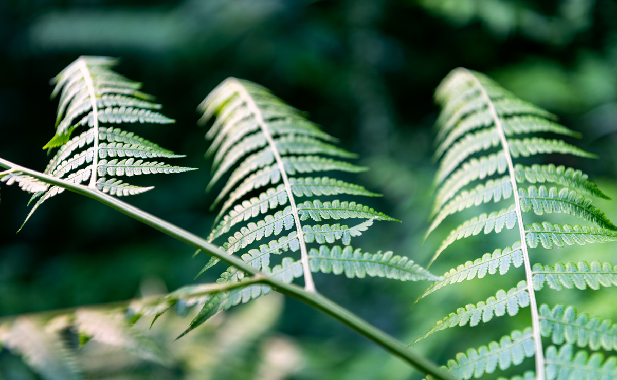 桫椤